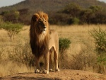 Un león observando