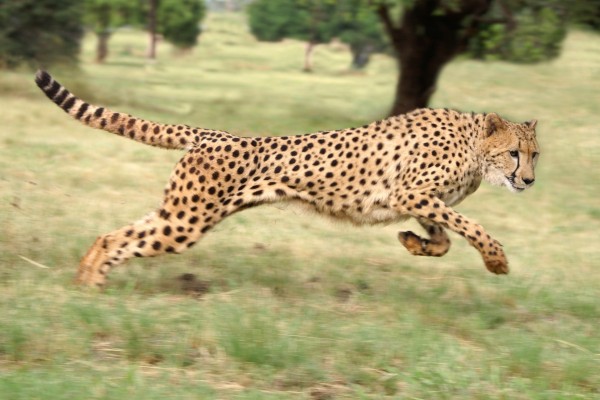 Un guepardo corriendo