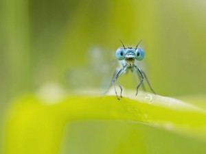 Los grandes ojos de una libélula