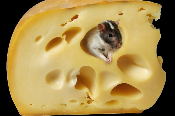 Ratón en el agujero de un queso