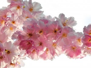 Postal: Hermosas flores de cerezo