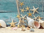Espléndidas estrellas de mar y conchas