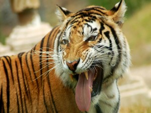 Tigre mostrando su gran lengua y colmillos