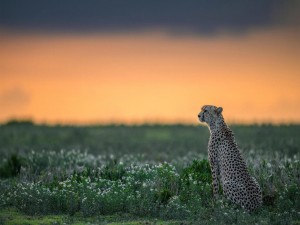 Un guepardo relajado al amanecer