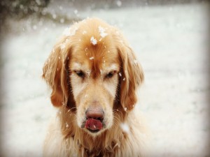 Postal: Copos de nieve sobre un perro