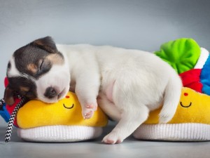 Postal: Lindo perrito durmiendo