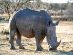 Rinoceronte en Namibia