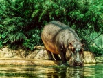 Un hipopótamo bebiendo agua