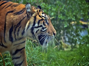 Postal: Tigre caminando sobre la hierba