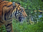 Tigre caminando sobre la hierba