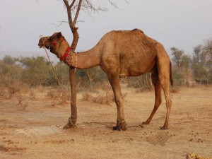 Camello atado a un árbol