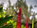 Varias mariposas sobre una flor roja