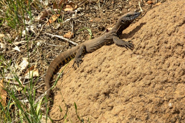 Un gran lagarto caminando sobre una roca