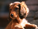 Un bonito cachorro de color marrón