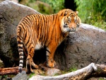 Tigre junto a una roca