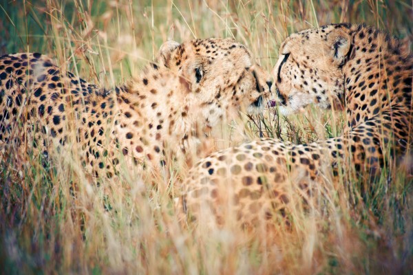 Pareja de guepardos entre la hierba