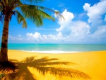 La sombra de una palmera sobre la arena de una playa