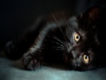 Un gato negro tumbado
