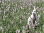 Un  conejo blanco entre flores
