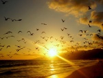 Gaviotas volando sobre una playa al amanecer