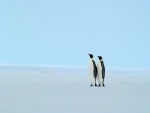Dos pingüinos solos sobre el hielo