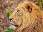 El perfil de un gran león
