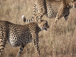 Guepardos en el Serengeti