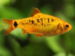 Un pequeño pez naranja