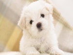 Un lindo cachorro blanco