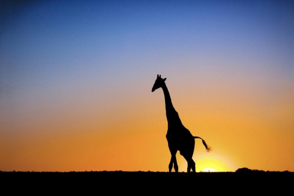 La silueta de una jirafa al amanecer
