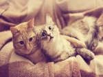Dos gatos sobre una manta