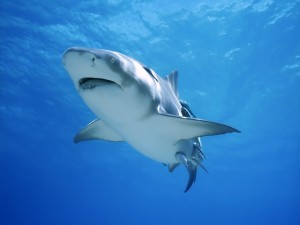 Tiburón nadando en un mar azul