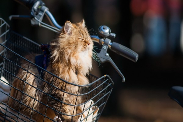 Gato en la cesta de una bicicleta