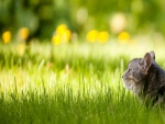 Gato expectante sobre la hierba