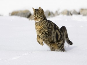 Postal: Gato saltando en la nieve