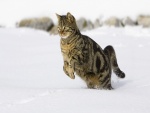 Gato saltando en la nieve