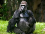 Un gorila sentado en la hierba