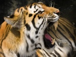Un tigre enfurecido