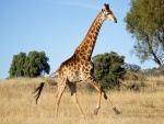 Una joven jirafa corriendo