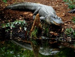 Un cocodrilo reflejado en el agua