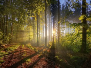 Postal: Sol entre los árboles de un bosque