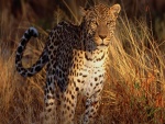 Sol y sombra sobre un leopardo