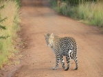 Leopardo en un camino
