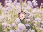 Bonito reloj en un campo de flores