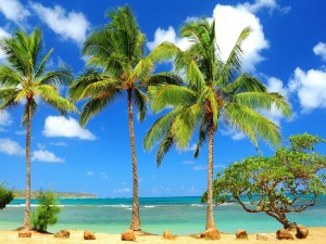 Postal: Pequeño árbol junto a tres palmeras en una playa