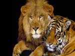 León junto a un tigre