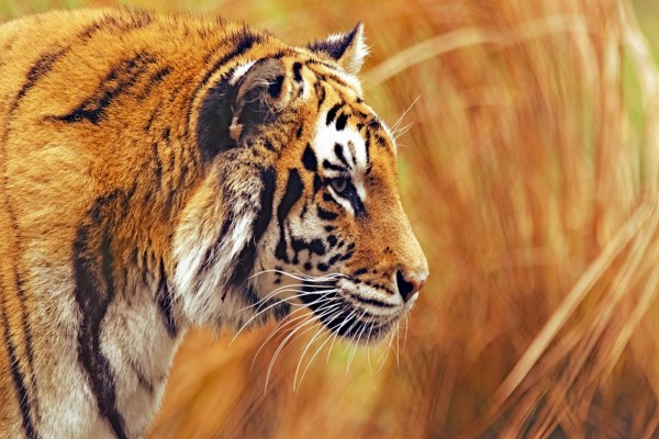 La cabeza de un hermoso tigre