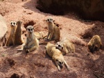 Colonia de suricatas