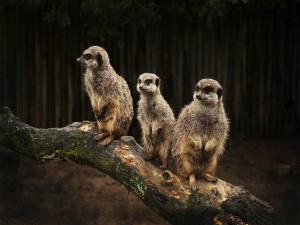 Tres suricatas sobre un tronco