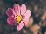 Flor de color rosa